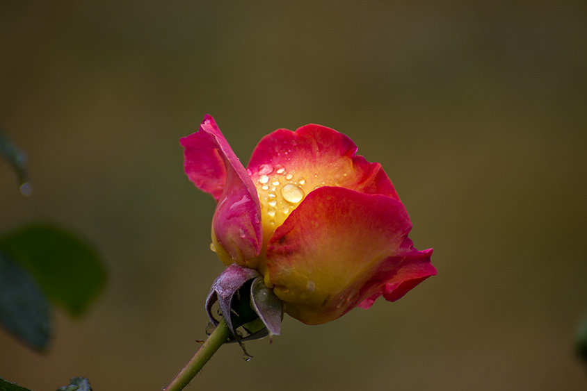 Schöne Rose