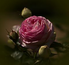 schöne Rose