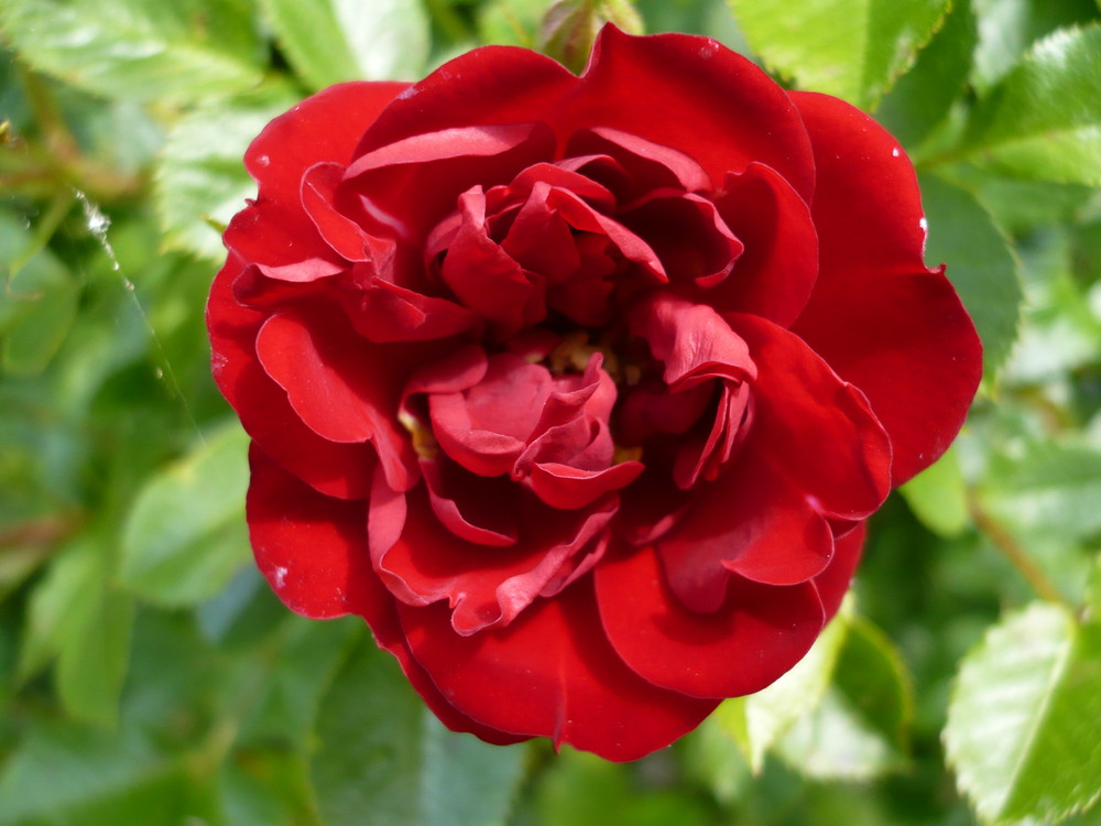 Schöne Rose