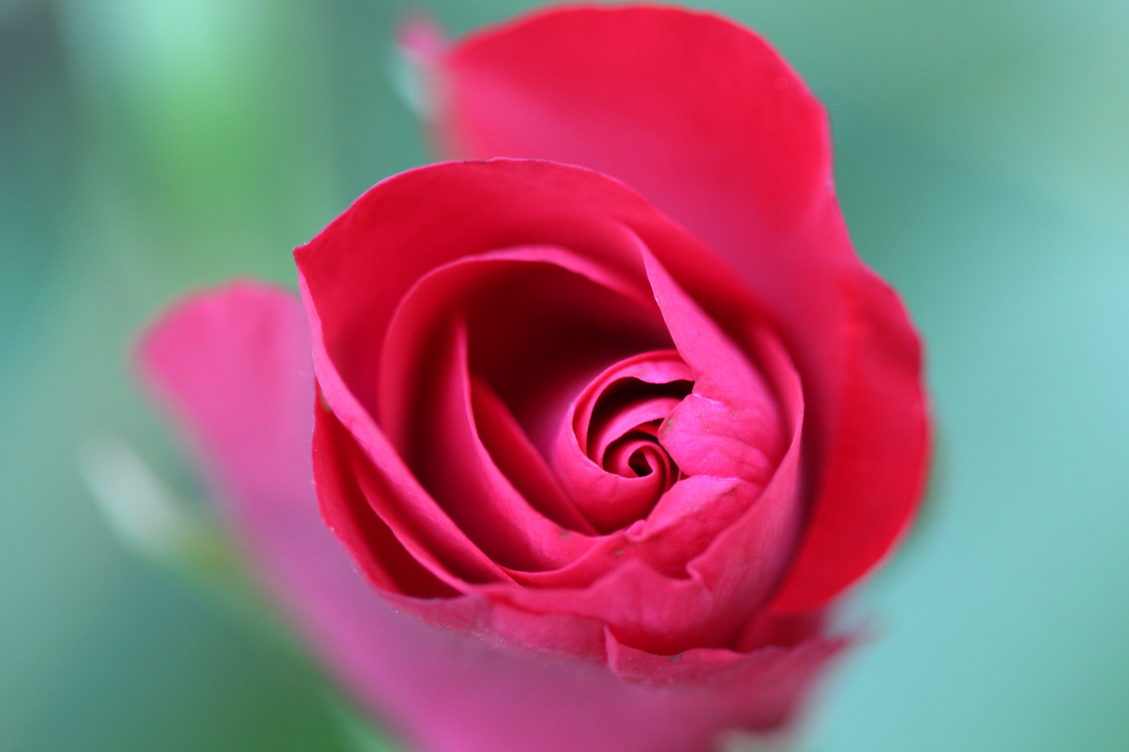 Schöne Rose Foto & Bild pflanzen, pilze & flechten, blüten