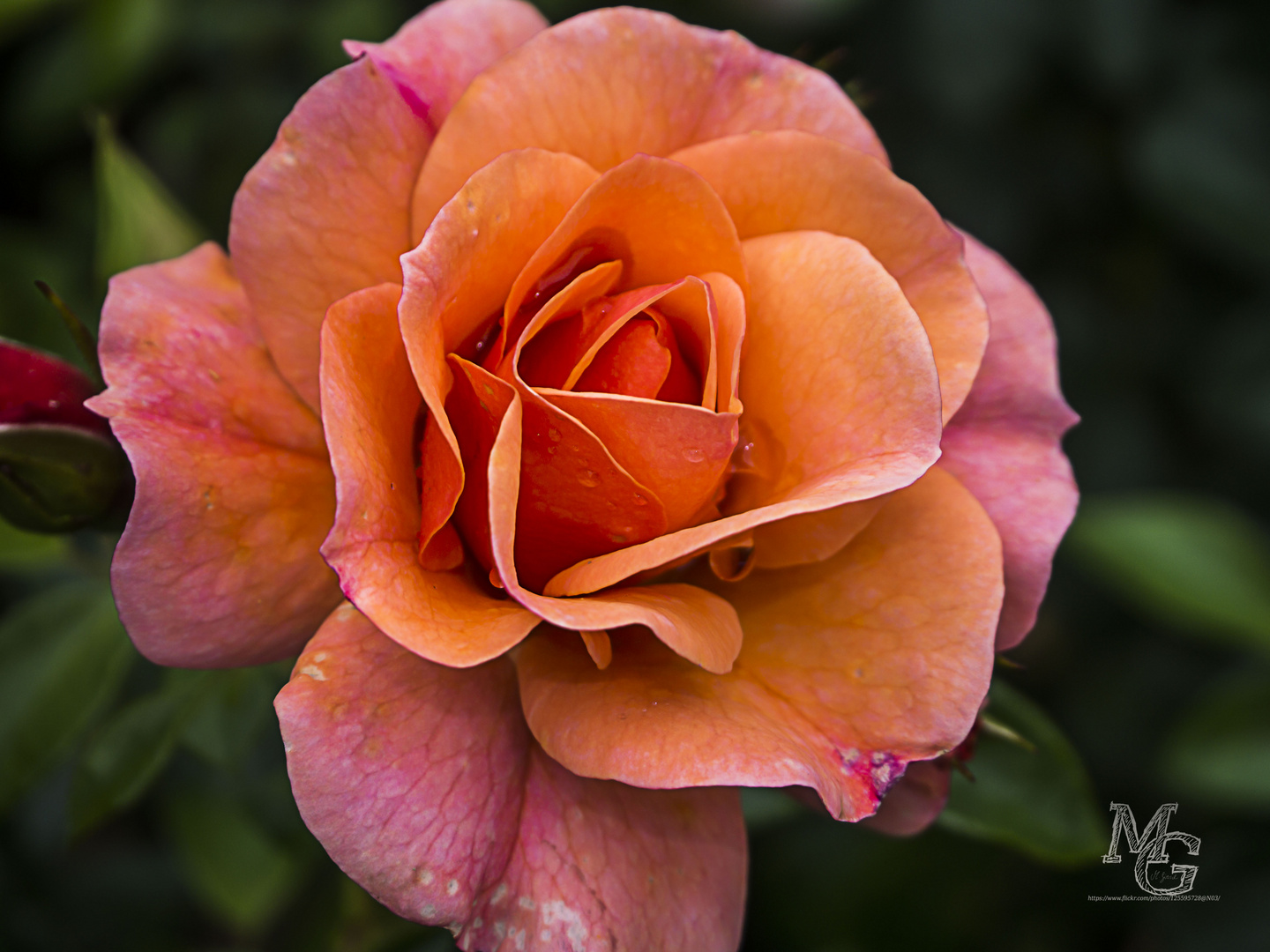 schöne Rose