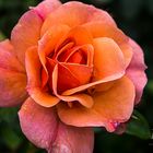 schöne Rose