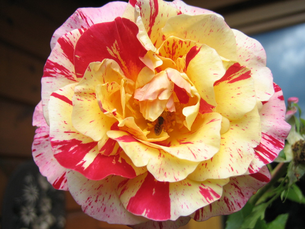 Schöne Rose