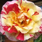 Schöne Rose