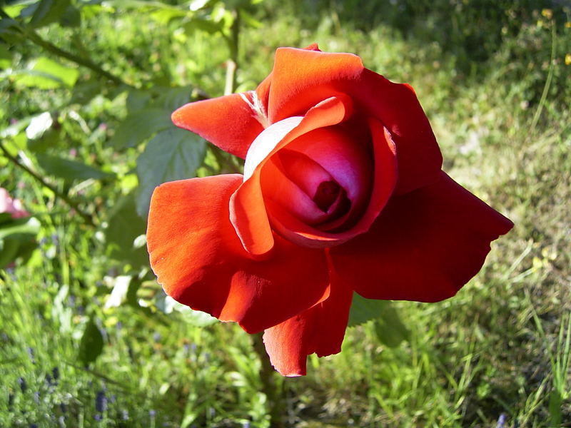 Schöne Rose