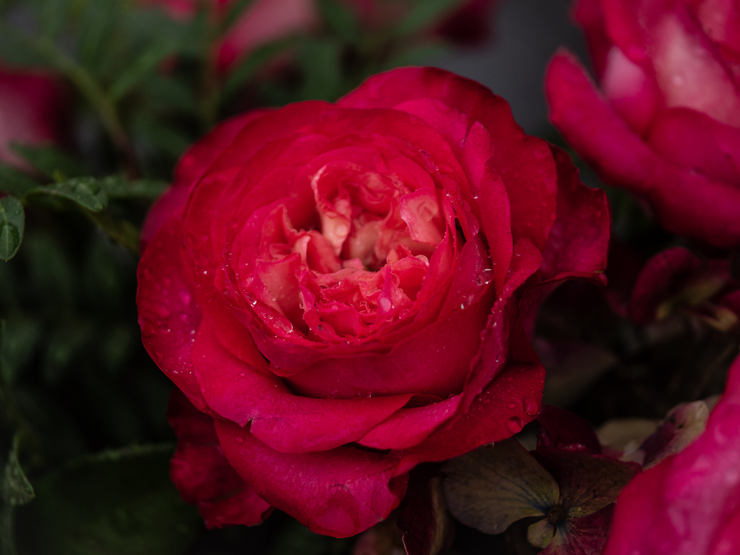 Schöne Rose im Regen