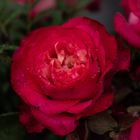 Schöne Rose im Regen