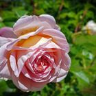 Schöne Rose im Rosengarten von Eisental