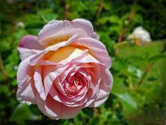 Schöne Rose im Rosengarten von Eisental