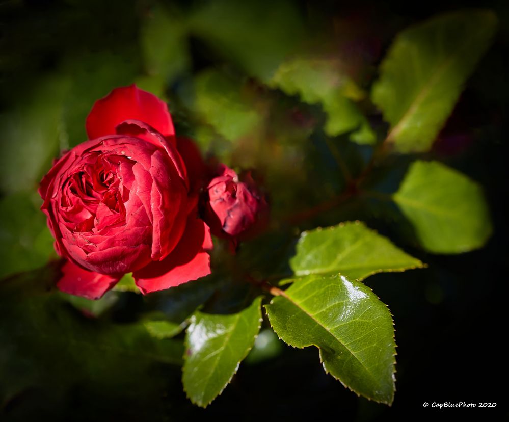 Schöne Rose vom Rosengarten Beutig Juli 2020