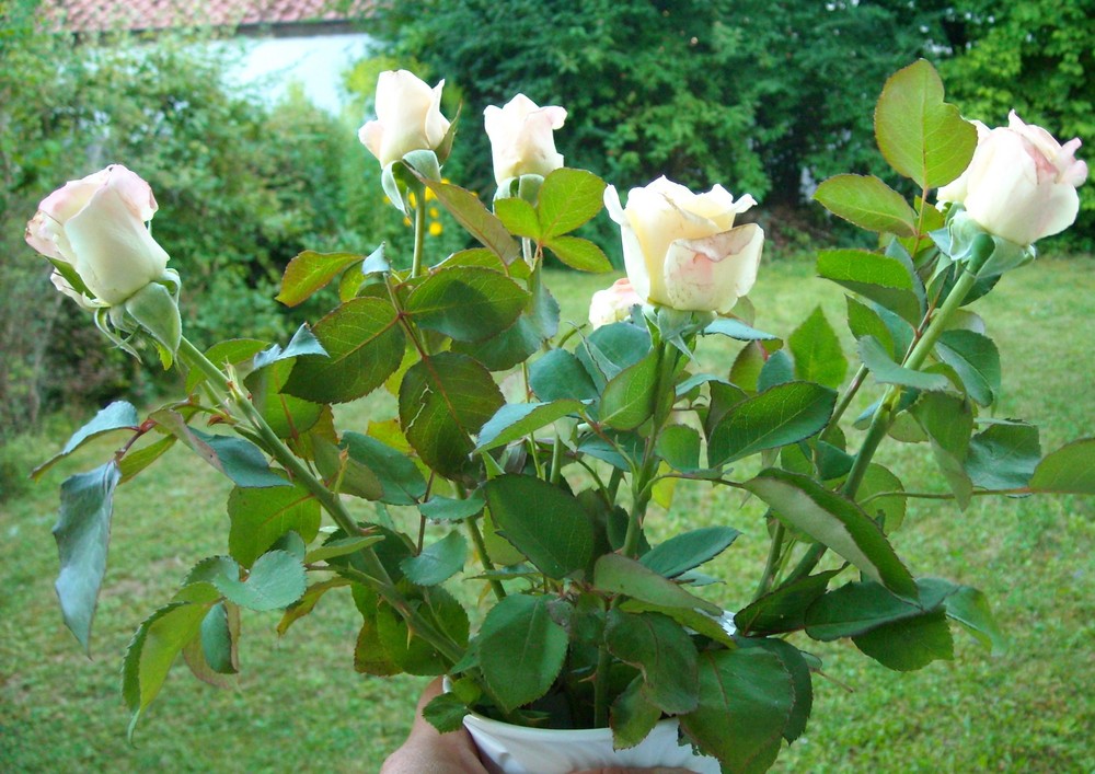 Schöne Rosen