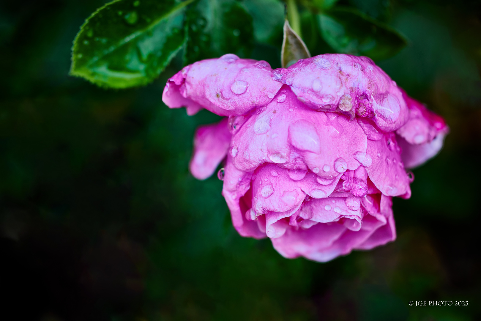 Schöne Rosen mit Wassertropfen im Garten