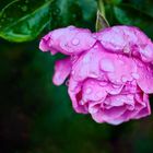 Schöne Rosen mit Wassertropfen im Garten