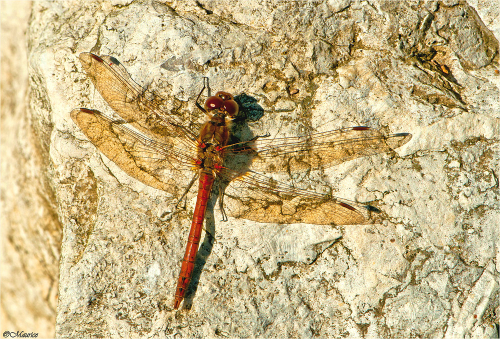 SCHÖNE ROTE