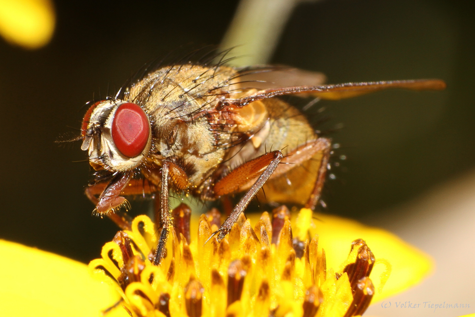 Schöne rote Augen