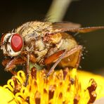 Schöne rote Augen