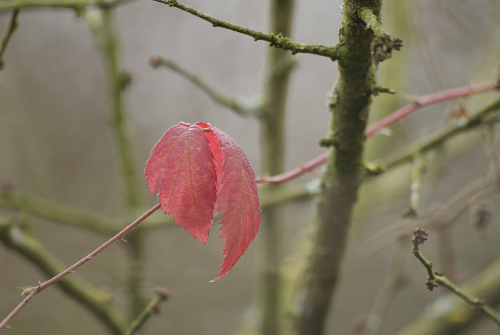 Schöne rote Blätter