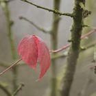 Schöne rote Blätter