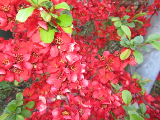 schöne rote Buschblume Foto & Bild pflanzen, pilze & flechten, blüten