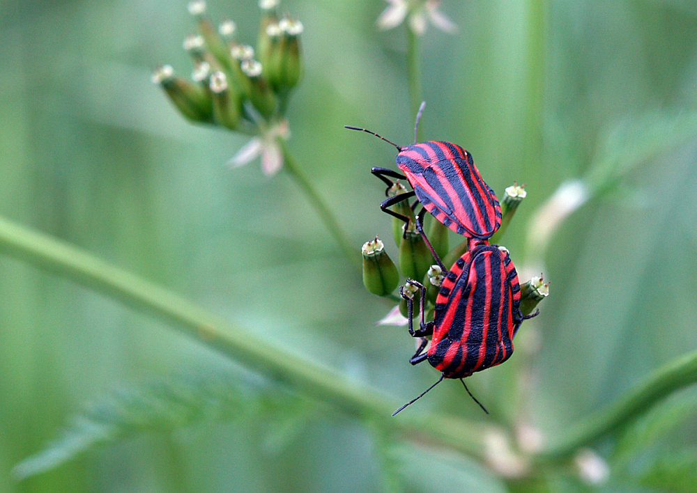 schöne rote Käfer