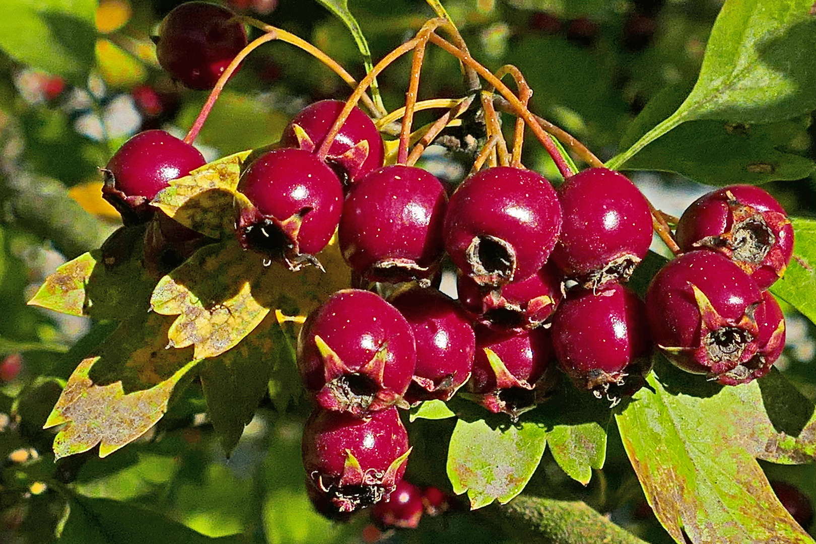 schöne rote Kugeln der Natur