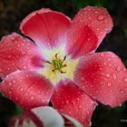 Schöne rote Tulpe mit Wassertropfen im Garten