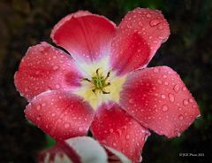 Schöne rote Tulpe mit Wassertropfen im Garten