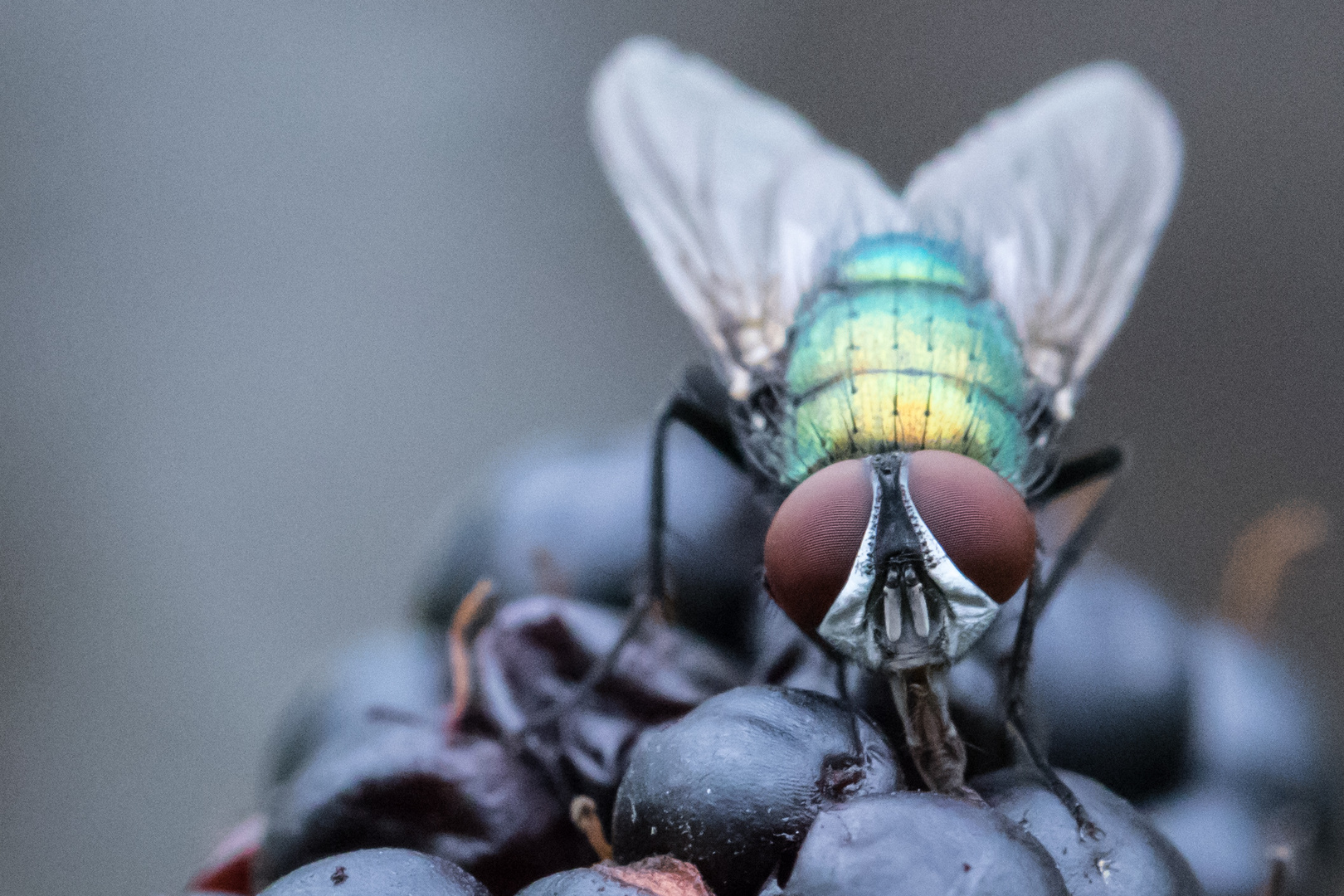 schöne Schmeißfliege