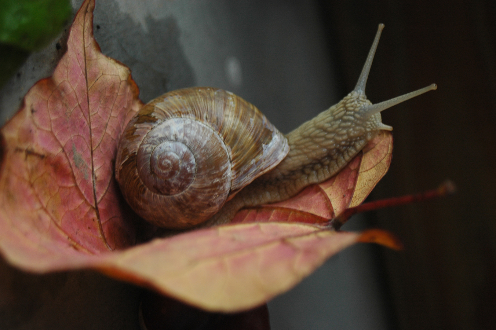 Schöne Schnecke