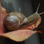 Schöne Schnecke