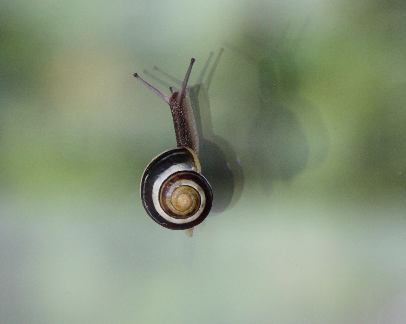 Schöne Schnecke