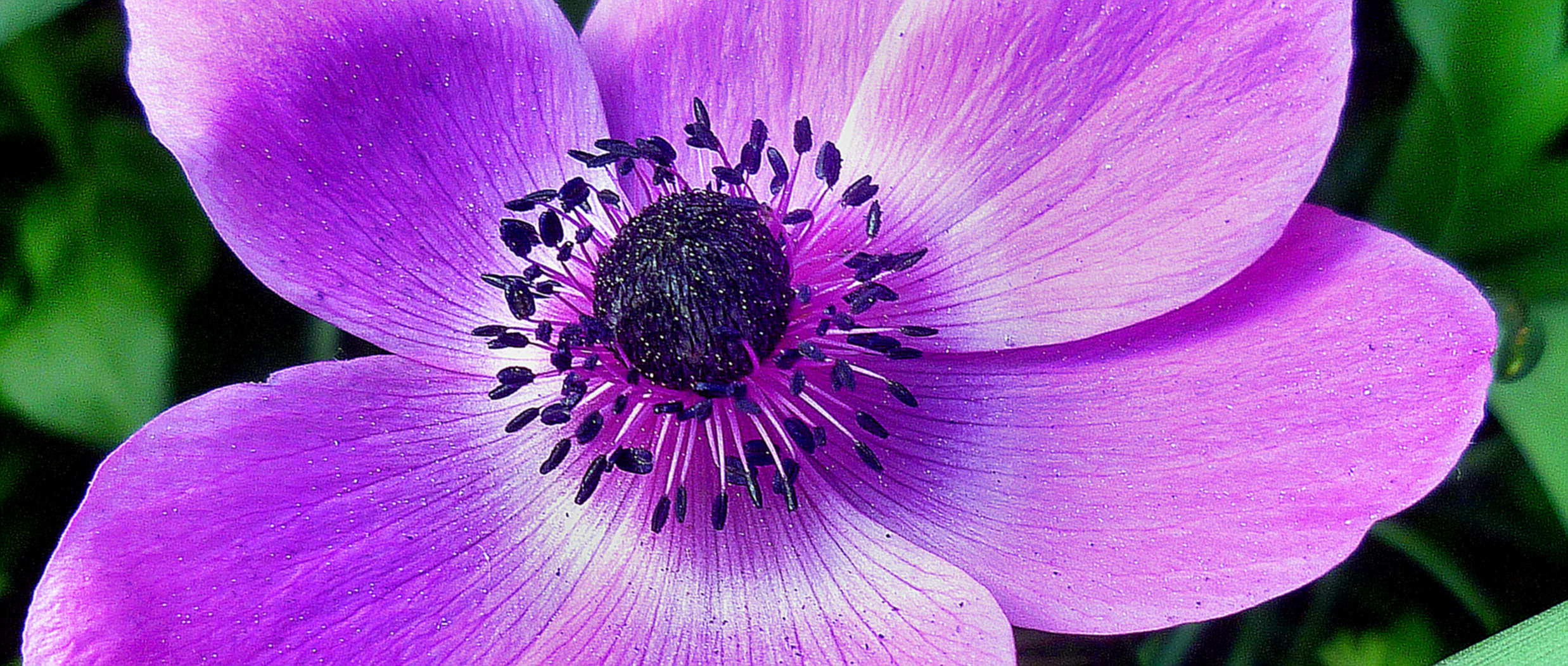 Schöne schwarze Pollen - von welcher Blühte bitte ?