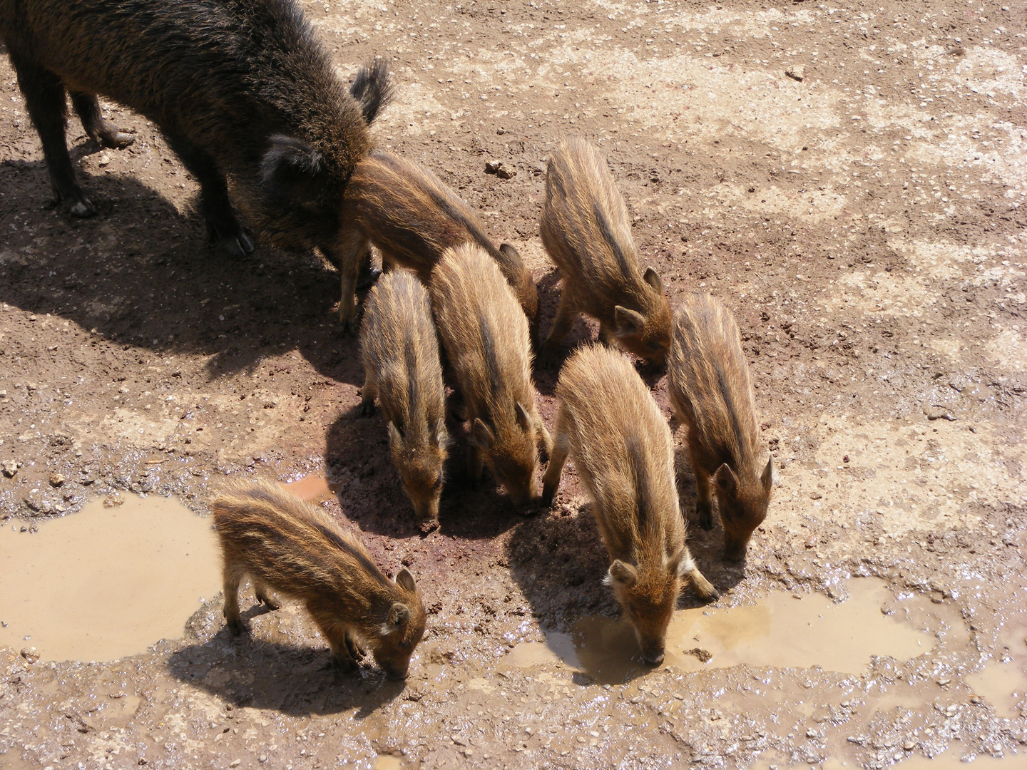 Schöne Schweinerei