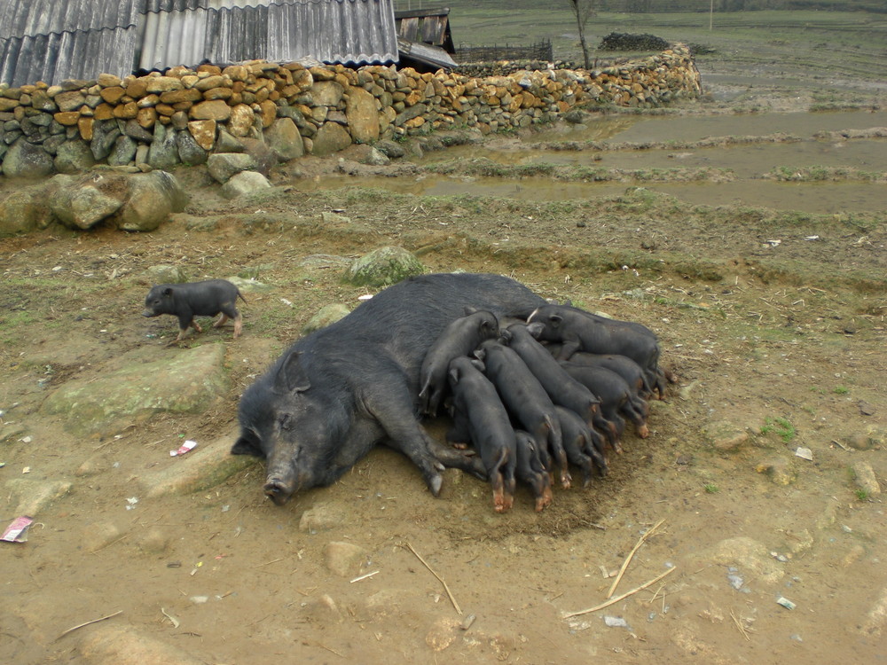 Schöne Schweinerei