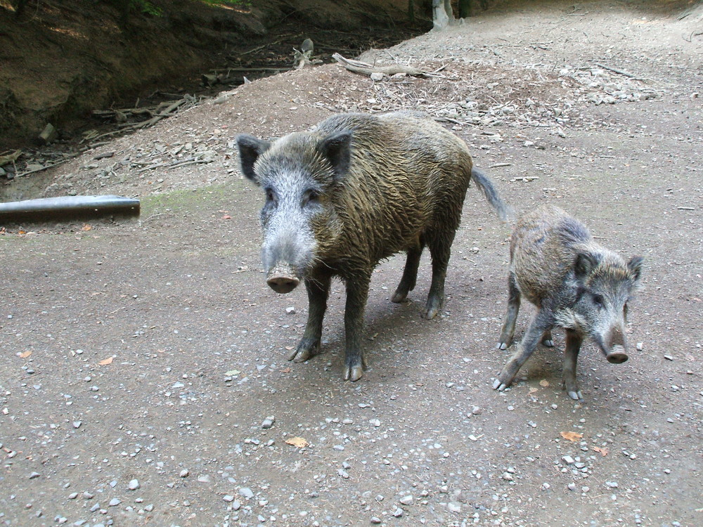 Schöne Schweinerei