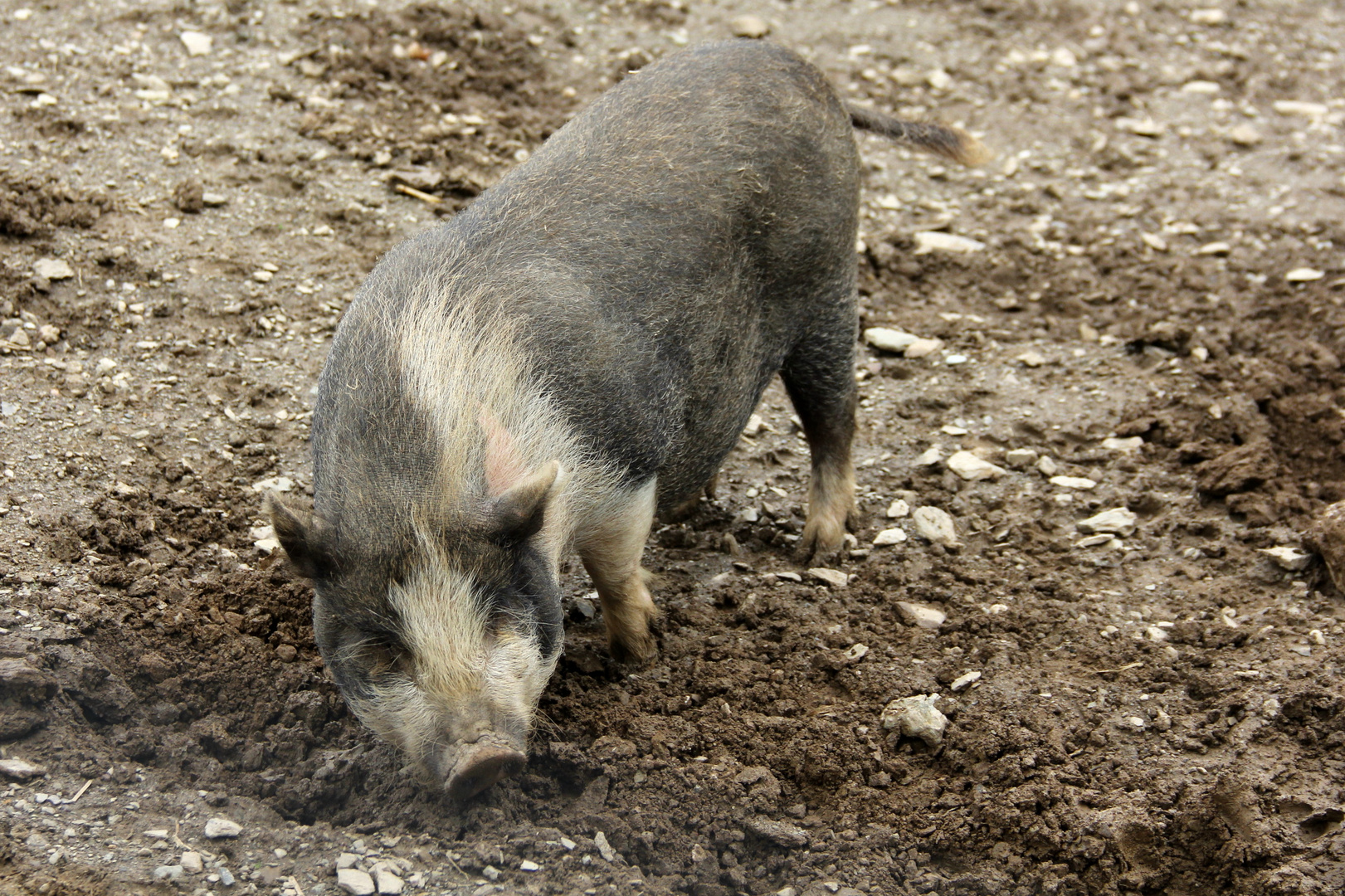 Schöne Schweinerei