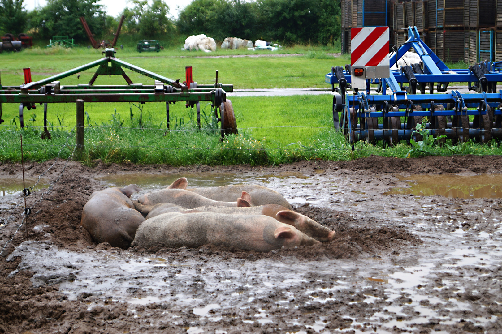 schöne Schweinerei