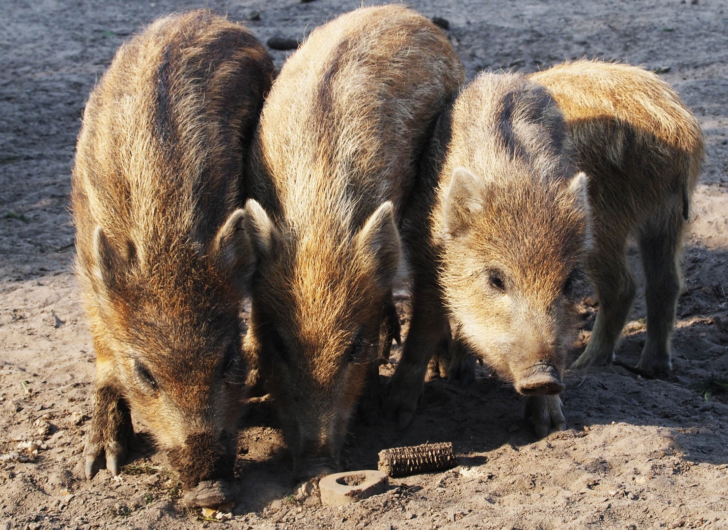 Schöne Schweinerei