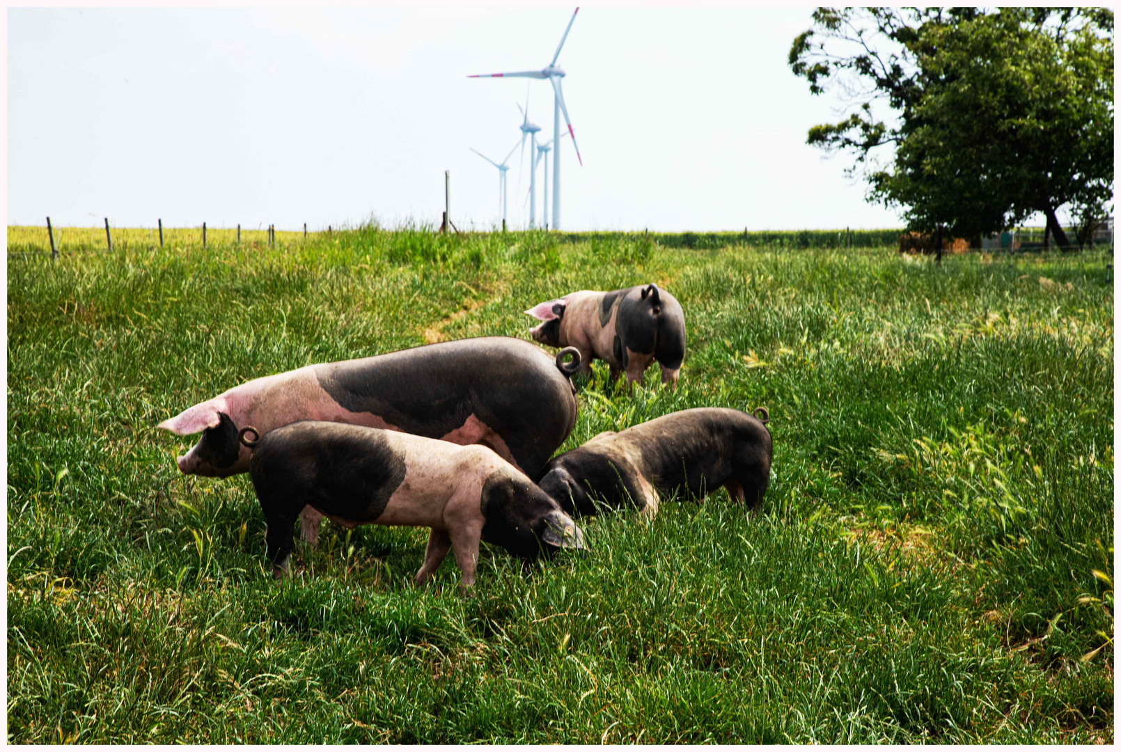 schöne Schweinerei 