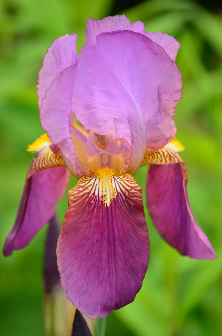 Schöne Schwertlilie / Iris