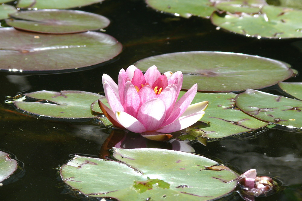 Schöne Seerose