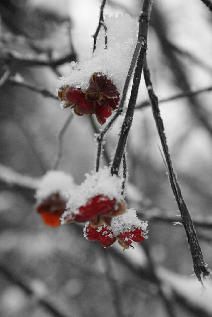 Schöne seite des Winters