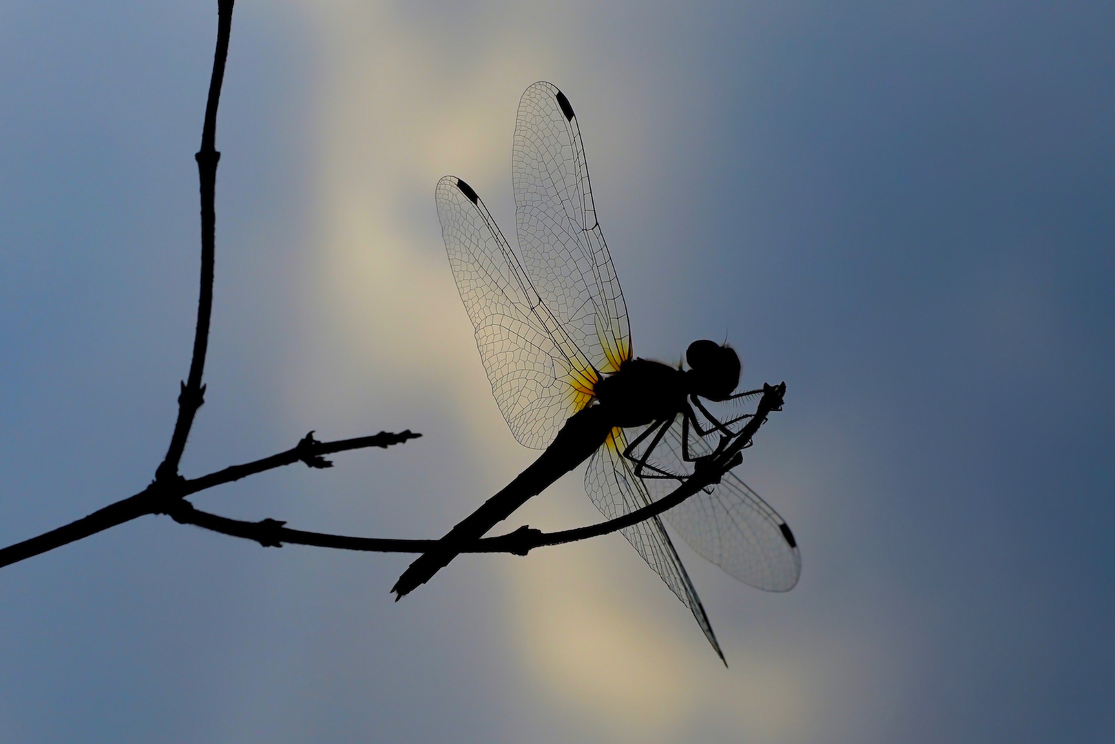 Schöne Silhouette