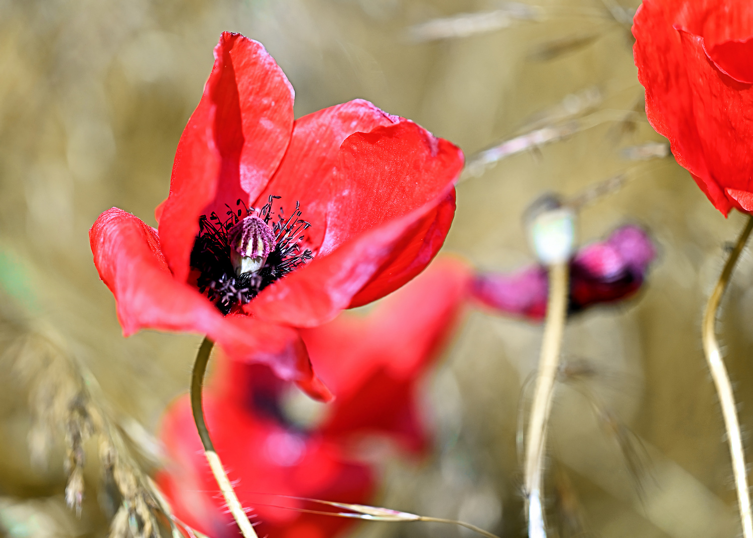 Schöne Sommerblume