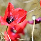 Schöne Sommerblume