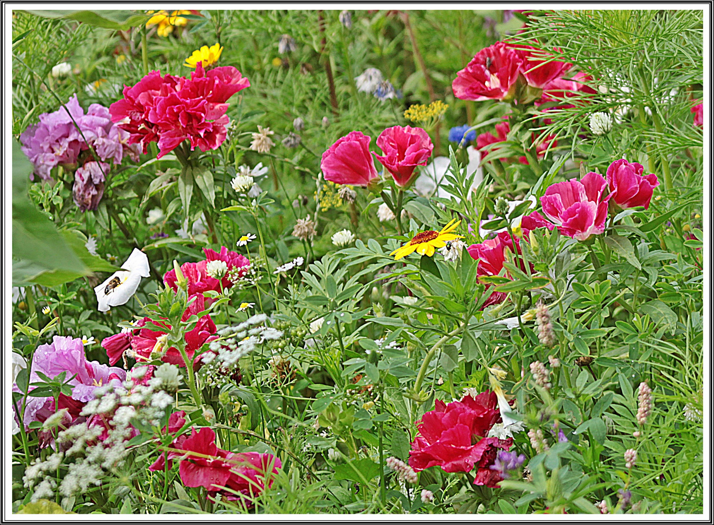 Schöne sommerliche MIWOBLÜmchen