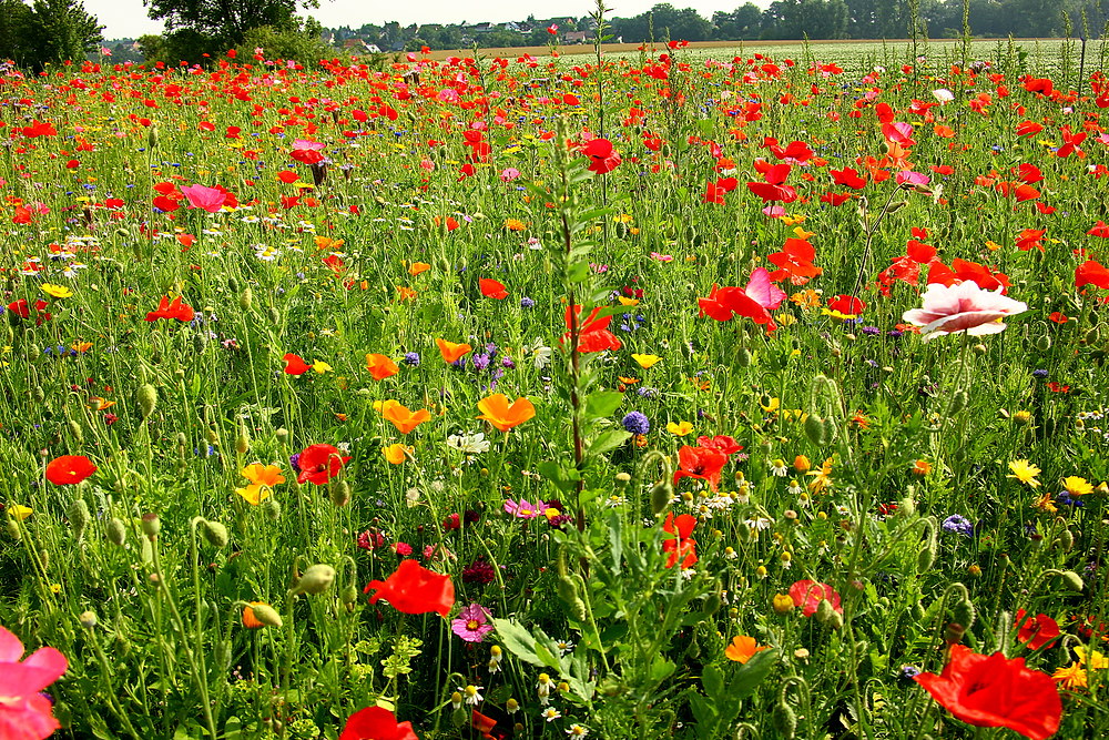 Schöne Sommerzeit