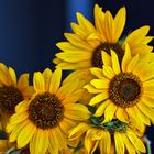 Schöne Sonnenblumen