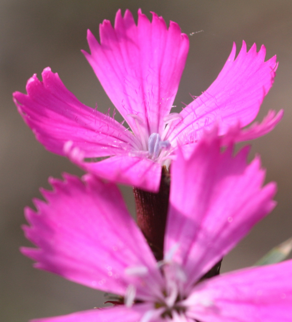 schöne spätsommer farbe