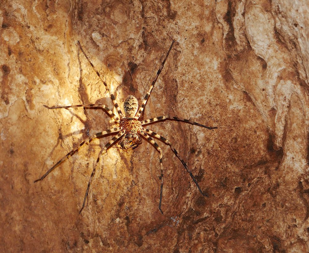 Schöne Spinne